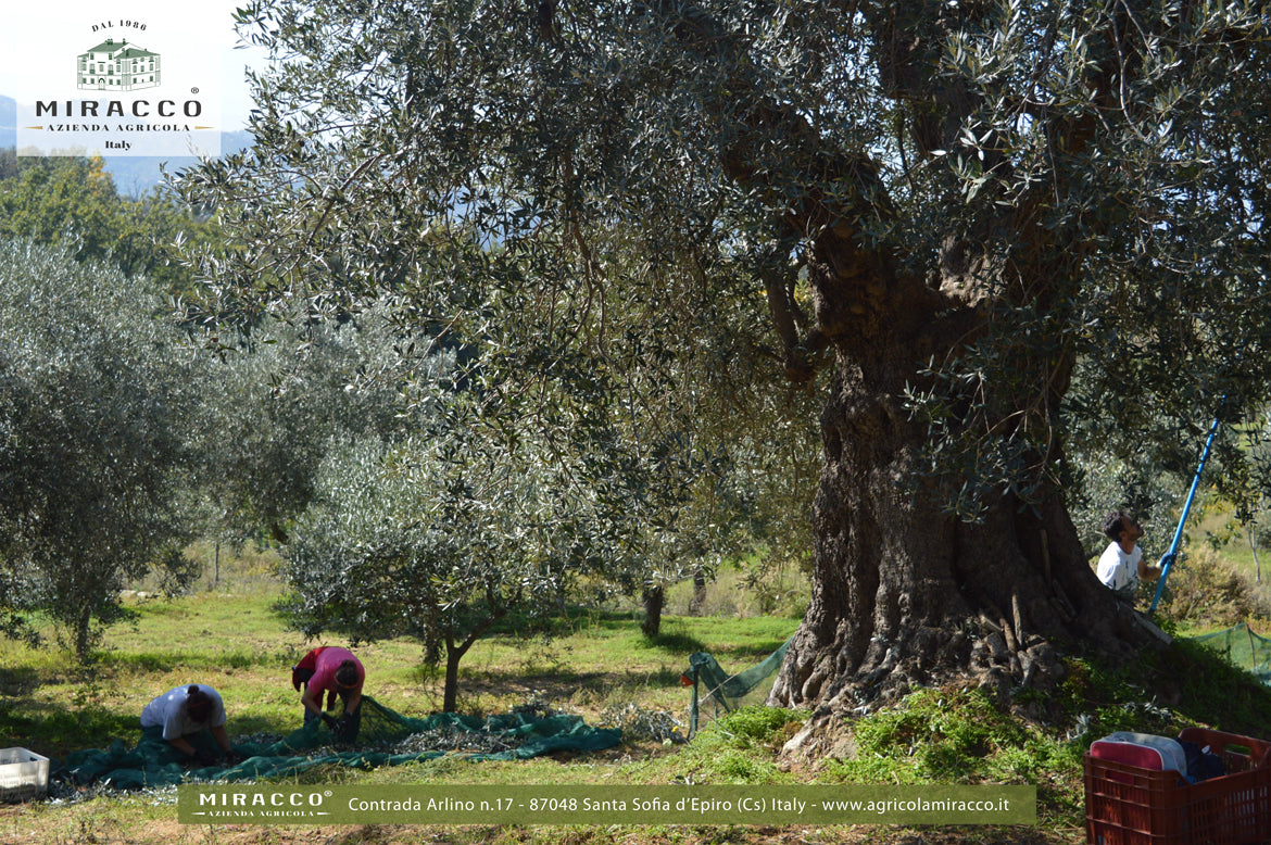 Olio Extravergine di Oliva - Bio - Prodotto in Calabria in Lattina da 3 Litri