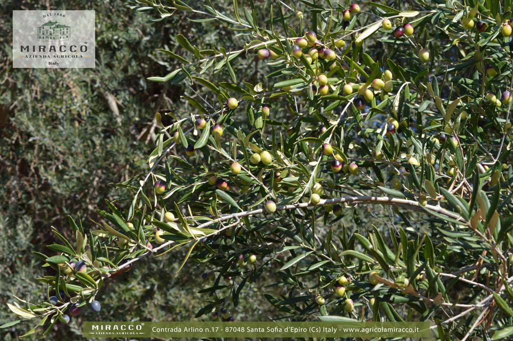 Olio Extravergine di Oliva - Bio - Prodotto in Calabria in Pet 3 Litri