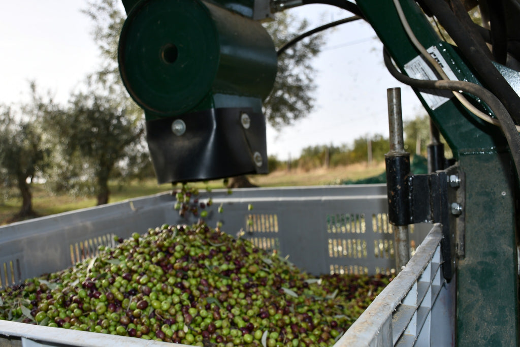 Olio Extravergine di Oliva - Bio - Prodotto in Calabria in Pet 3 Litri