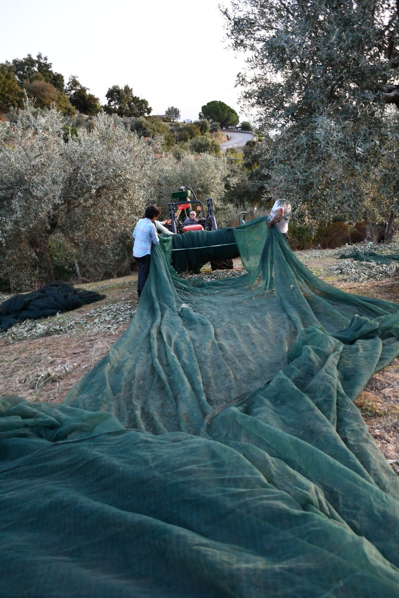 Olio Extravergine di Oliva - Bio - Prodotto in Calabria in Pet 3 Litri