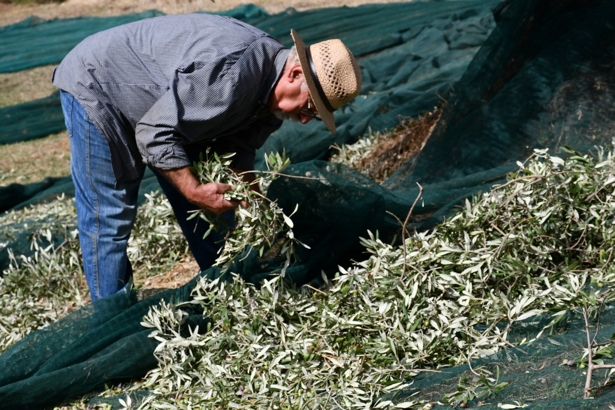 Olio Extravergine di Oliva - Bio - Prodotto in Calabria in Pet 3 Litri