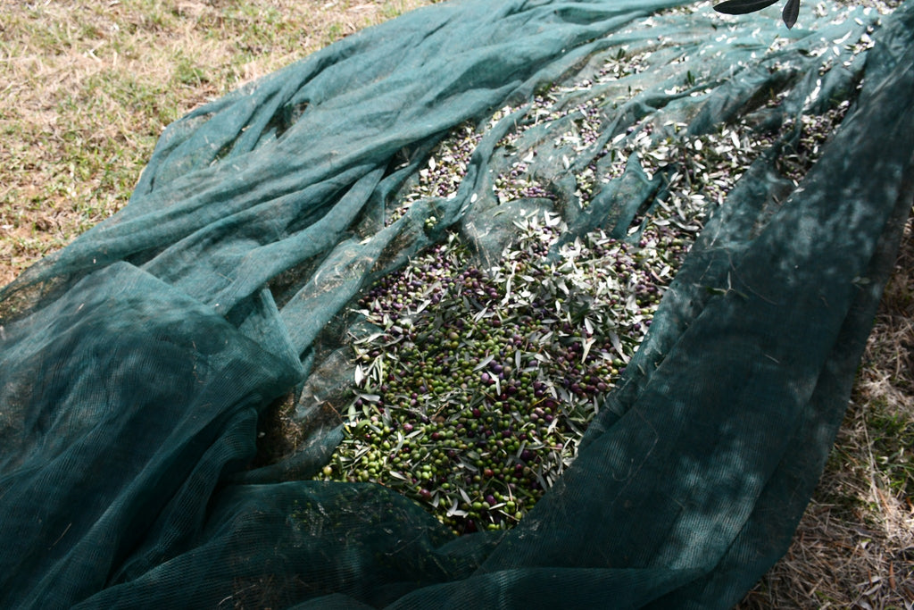 Olio Extravergine di Oliva - Bio - Prodotto in Calabria in Pet 3 Litri