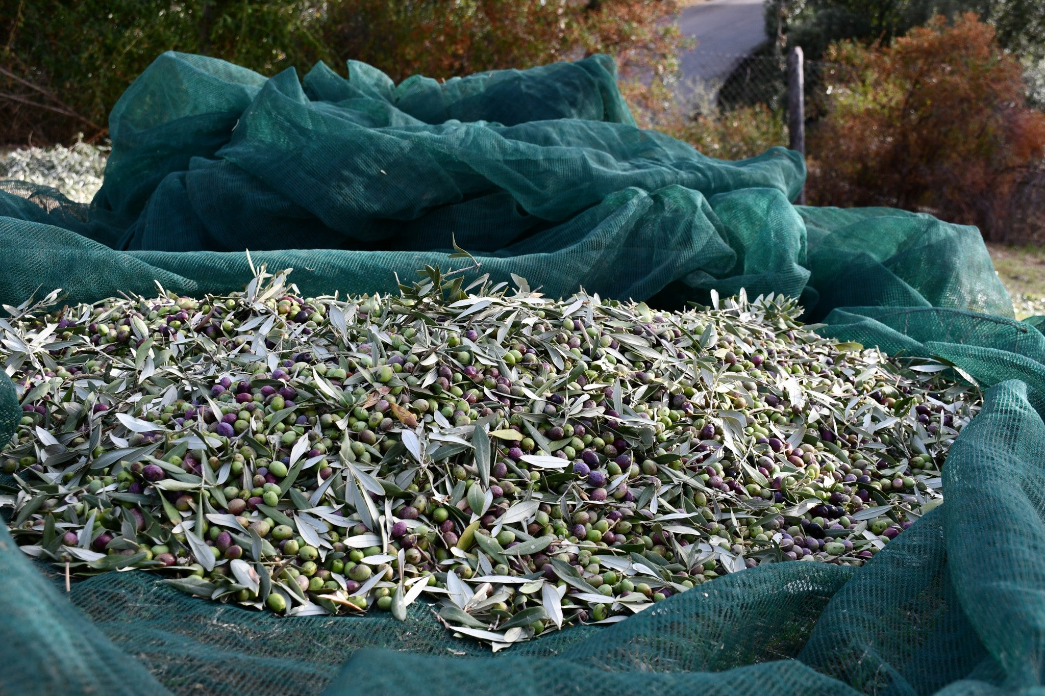 Olio Extravergine di Oliva - Bio - Prodotto in Calabria in Pet 3 Litri
