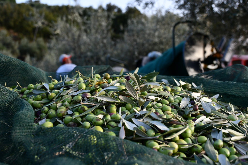 Olio Extravergine di Oliva - Bio - Prodotto in Calabria in Pet 3 Litri