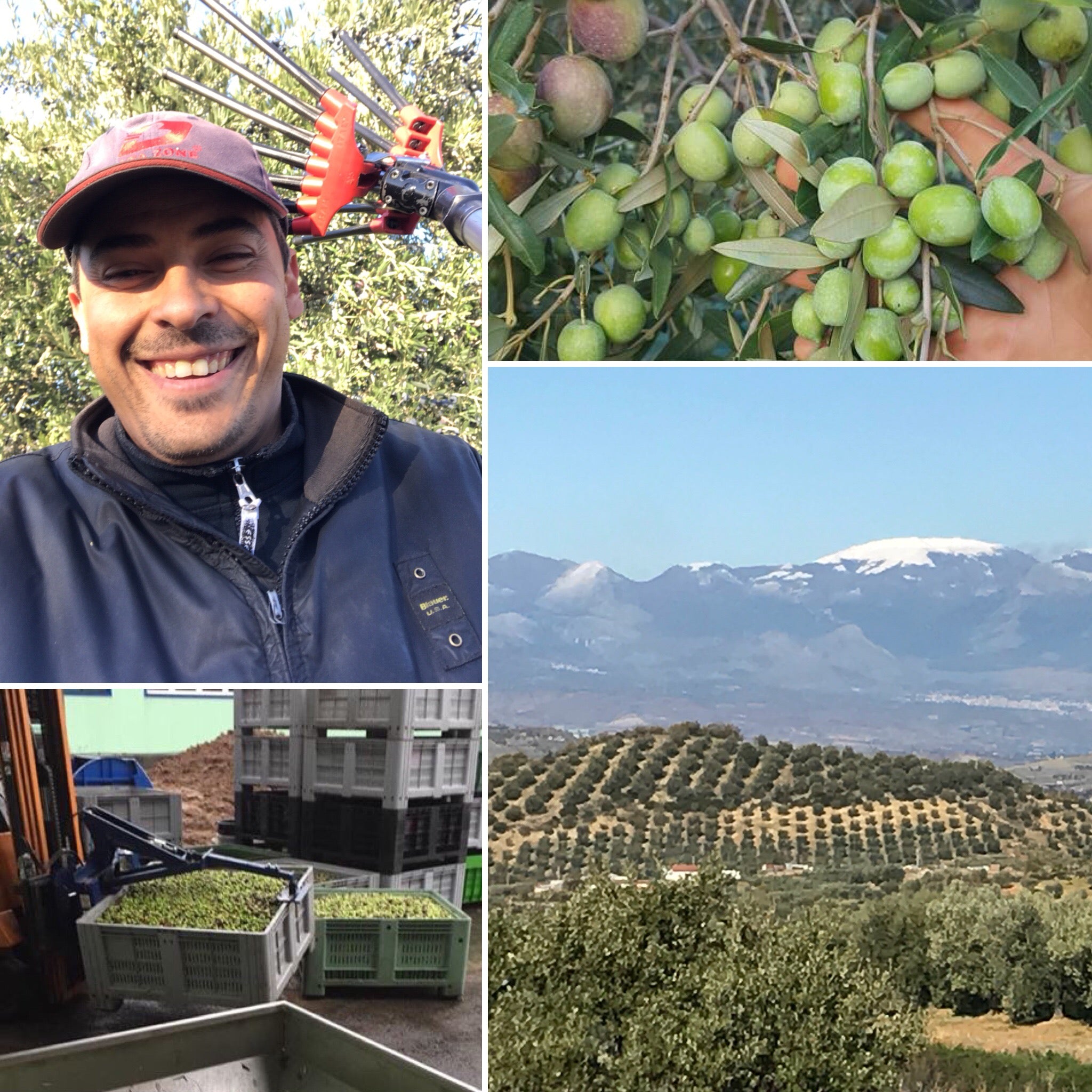 Olio Extravergine di Oliva - Bio - Prodotto in Calabria in Pet 3 Litri