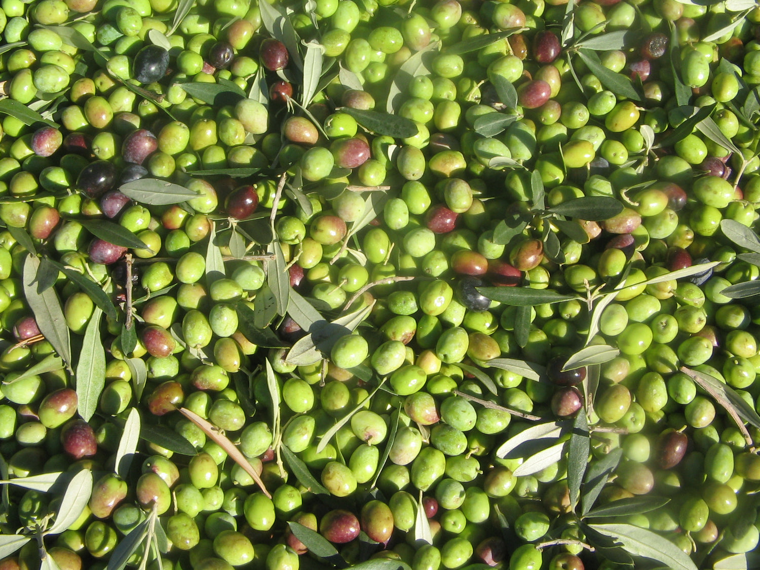 Olio Extravergine di Oliva Italiano - Biologico - Estratto a Freddo Bottiglia in Ceramica 500 Ml