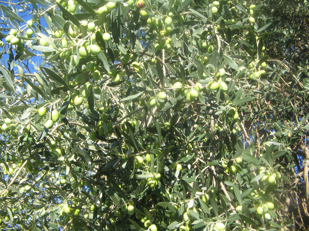 Olio Extravergine di Oliva - Bio - Prodotto in Calabria in Pet 3 Litri