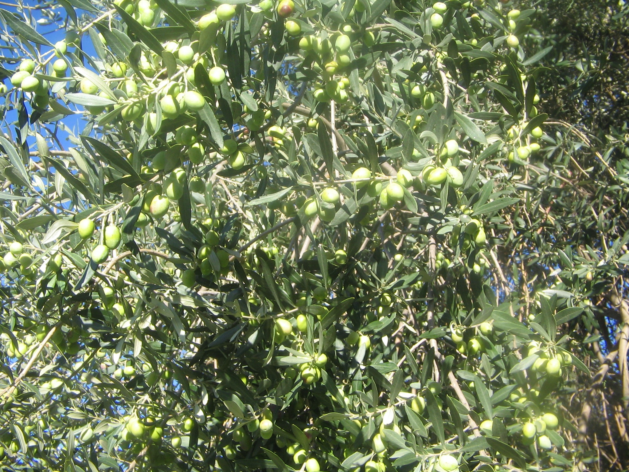 Olio Extravergine di Oliva - Bio - Prodotto in Calabria in Pet 3 Litri