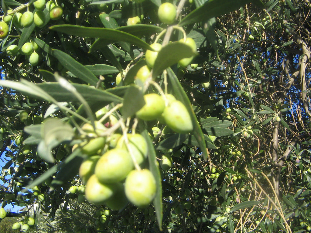 Olio Extravergine di Oliva - Bio - Prodotto in Calabria in Pet 3 Litri
