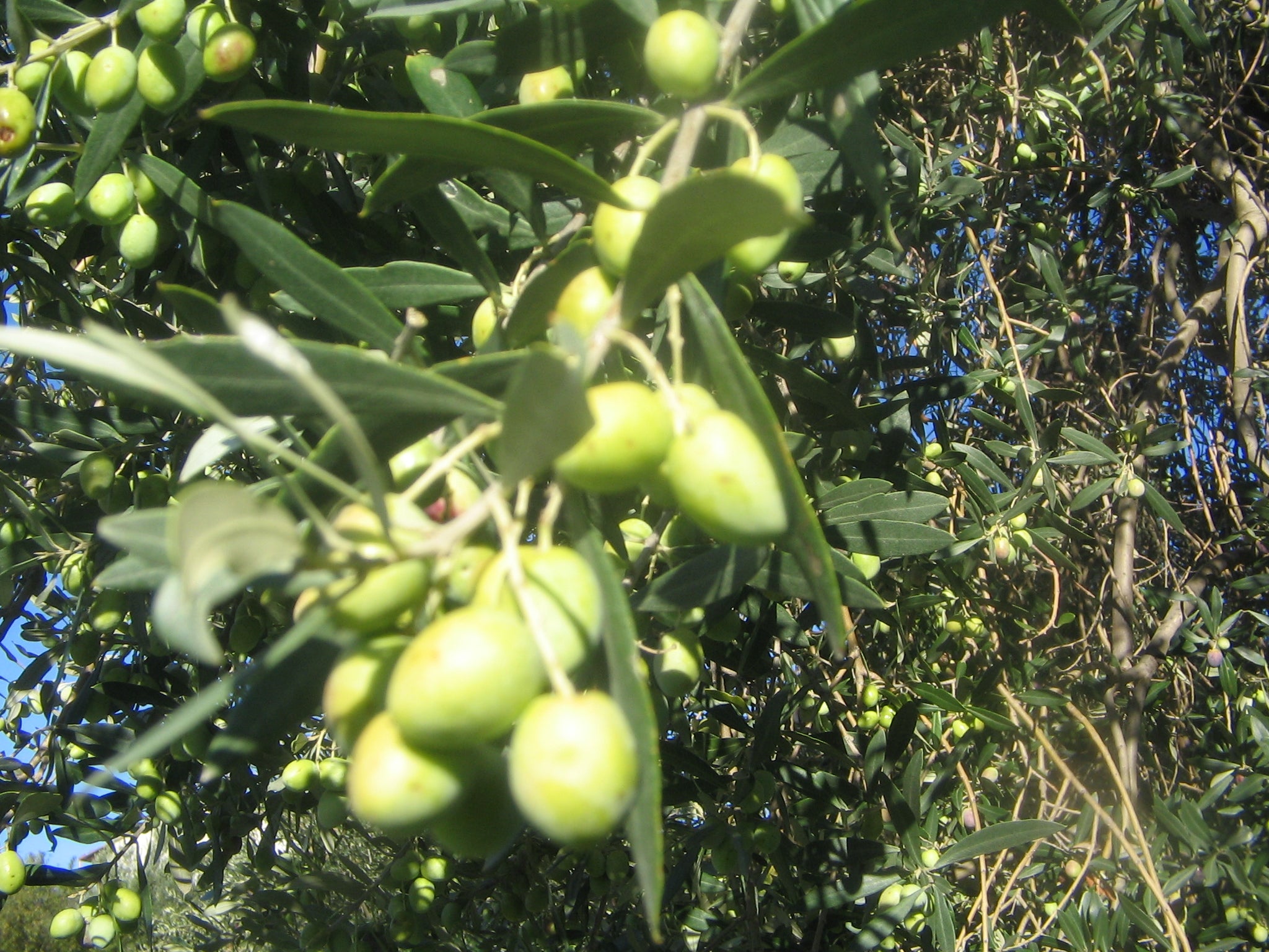 Olio Extravergine di Oliva - Bio - Prodotto in Calabria in Pet 3 Litri