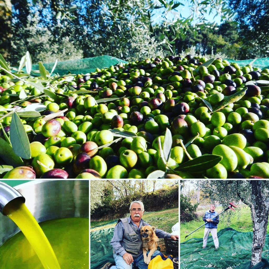 Olio Extravergine di Oliva - Bio - Prodotto in Calabria in Pet 3 Litri