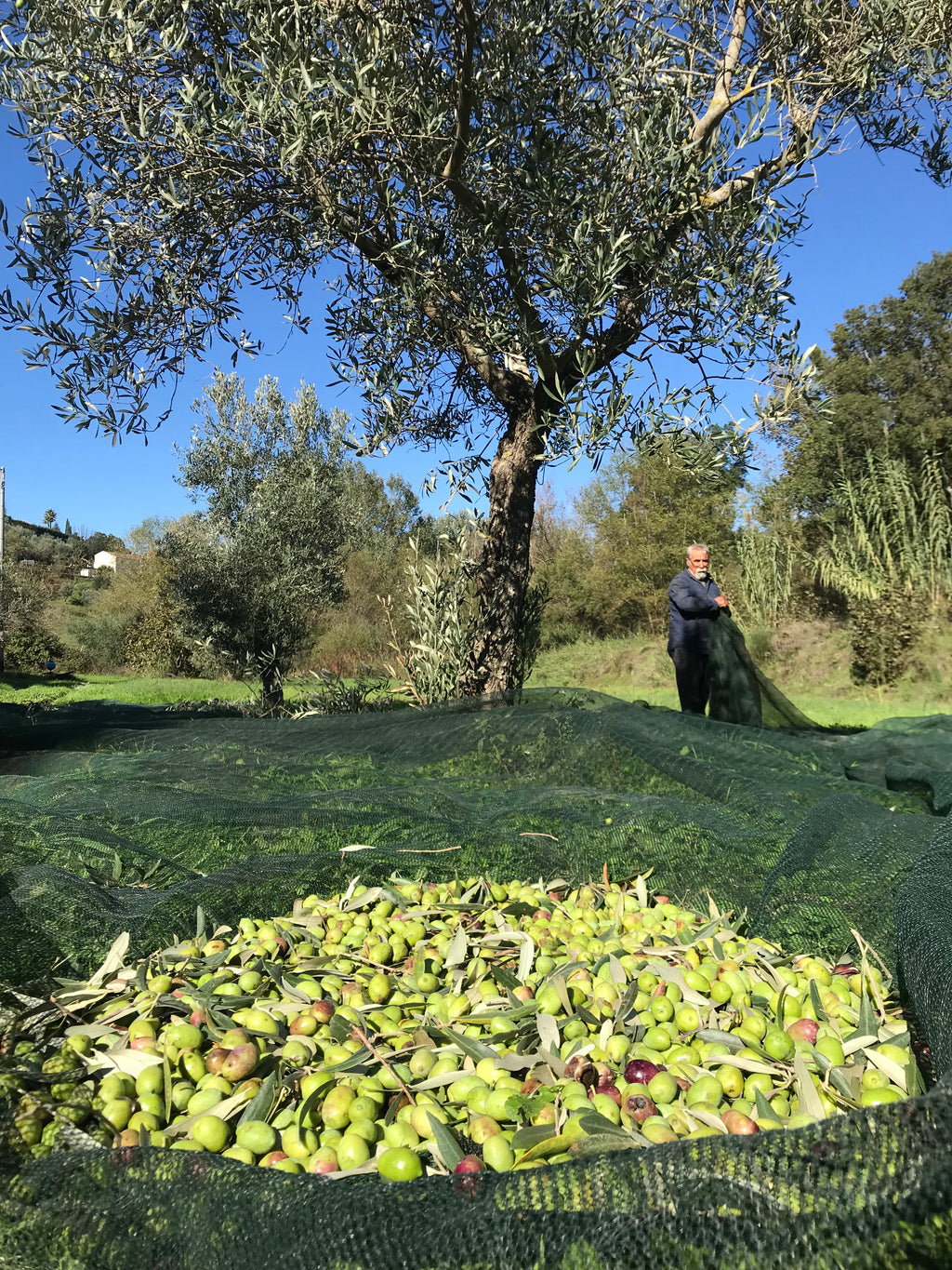 Olio Extravergine di Oliva - Bio - Prodotto in Calabria in Pet 3 Litri
