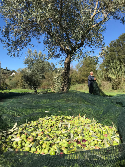 Olio Extravergine di Oliva - Bio - Prodotto in Calabria in Pet 3 Litri